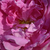 Roz - Trandafir moss - Marie de Blois